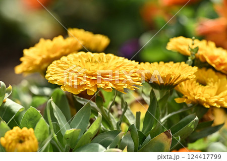 キンセンカ (カレンデュラ:Calendula officinalis) キンセンカ (カレンデュラ:Calendula officinalis) 124417799