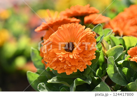 キンセンカ (カレンデュラ：Calendula officinalis) 124417800