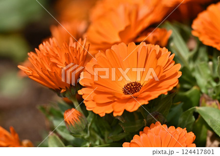 キンセンカ (カレンデュラ:Calendula officinalis) キンセンカ (カレンデュラ:Calendula officinalis) 124417801