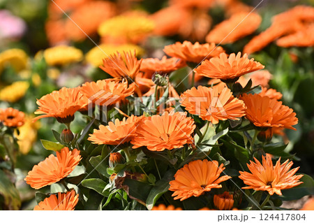 キンセンカ (カレンデュラ:Calendula officinalis) キンセンカ (カレンデュラ:Calendula officinalis) 124417804