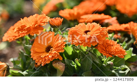 キンセンカ (カレンデュラ:Calendula officinalis) キンセンカ (カレンデュラ:Calendula officinalis) 124417809