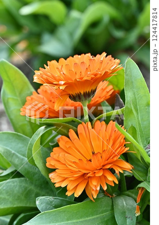キンセンカ (カレンデュラ：Calendula officinalis) 124417814
