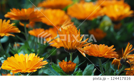 キンセンカ (カレンデュラ:Calendula officinalis) キンセンカ (カレンデュラ:Calendula officinalis) 124417816