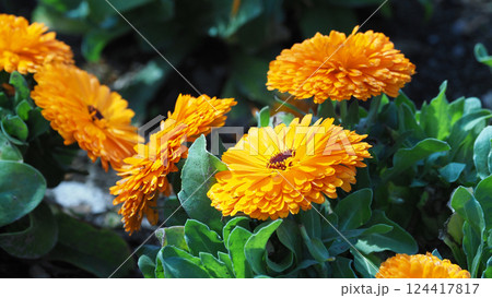 キンセンカ (カレンデュラ：Calendula officinalis) 124417817