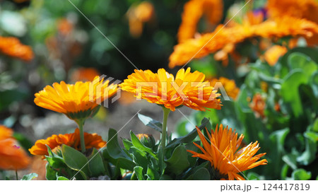 キンセンカ (カレンデュラ:Calendula officinalis) キンセンカ (カレンデュラ:Calendula officinalis) 124417819