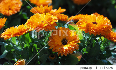キンセンカ (カレンデュラ:Calendula officinalis) キンセンカ (カレンデュラ:Calendula officinalis) 124417820