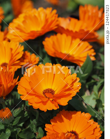 キンセンカ (カレンデュラ:Calendula officinalis) キンセンカ (カレンデュラ:Calendula officinalis) 124417823