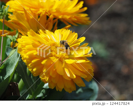 キンセンカ (カレンデュラ:Calendula officinalis) キンセンカ (カレンデュラ:Calendula officinalis) 124417824