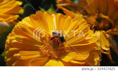 キンセンカ (カレンデュラ:Calendula officinalis) キンセンカ (カレンデュラ:Calendula officinalis) 124417825
