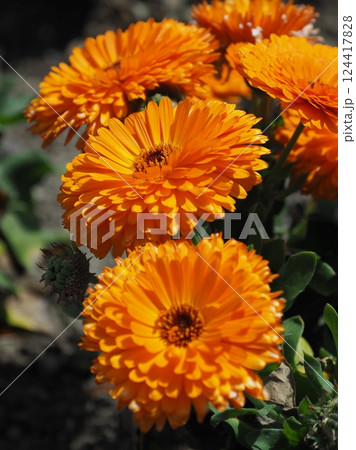 キンセンカ (カレンデュラ:Calendula officinalis) キンセンカ (カレンデュラ:Calendula officinalis) 124417828