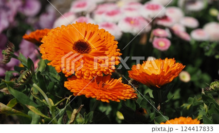 キンセンカ (カレンデュラ:Calendula officinalis) キンセンカ (カレンデュラ:Calendula officinalis) 124417833