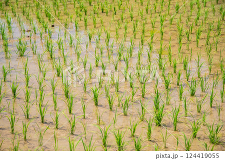 田植えを終えた水田《稲作イメージ素材》 124419055