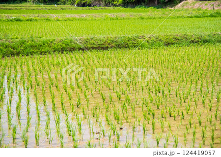 田植えを終えた水田《稲作イメージ素材》 124419057
