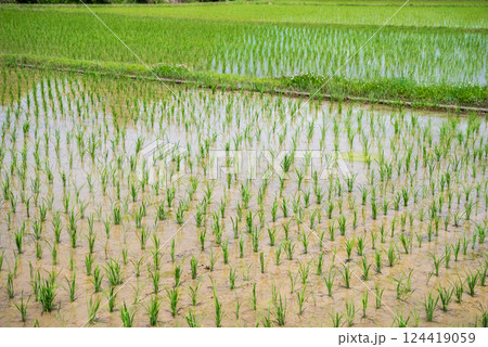 田植えを終えた水田《稲作イメージ素材》 124419059