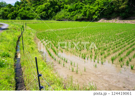 田植えを終えた水田《稲作イメージ素材》 124419061