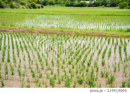 田植えを終えた水田《稲作イメージ素材》 田植えを終えた水田《稲作イメージ素材》 124419064
