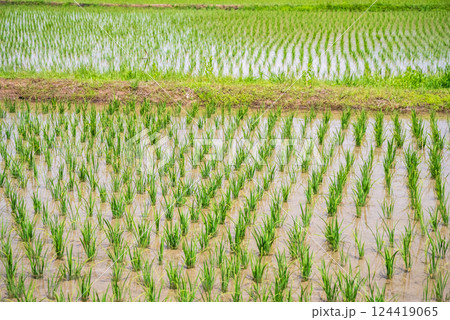 田植えを終えた水田《稲作イメージ素材》 田植えを終えた水田《稲作イメージ素材》 124419065