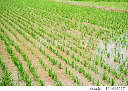 田植えを終えた水田《稲作イメージ素材》 124419067