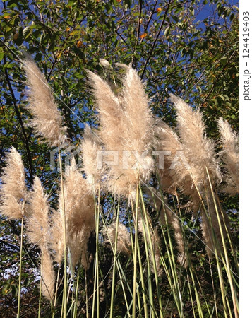 パンパスグラスという和名はシロガネヨシというススキ パンパスグラスという和名はシロガネヨシというススキ 124419403