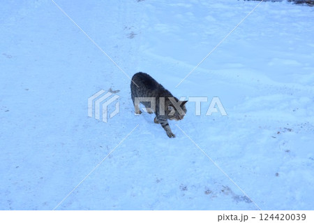 A cute cat walks gracefully in a snowy landscape, enjoying its outdoor adventure A cute cat walks gracefully in a snowy landscape, enjoying its outdoor adventure 124420039
