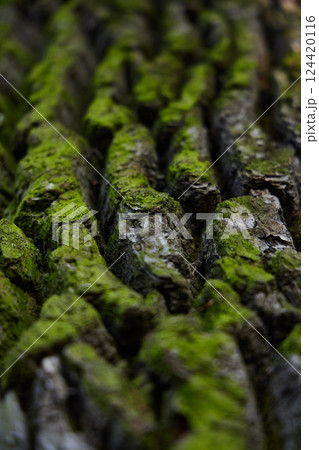 Mosscovered Bark Featuring Beautiful Textured Patterns and Increased Depth of Field 124420116
