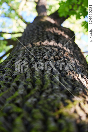 A Majestic Tree Trunk Displaying Intricate Bark Patterns Surrounded by Lush Green Leaves 124420281