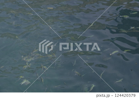 A Beautiful School of Fish Gracefully Swimming in the Clear, Serene Water of the Ocean 124420379