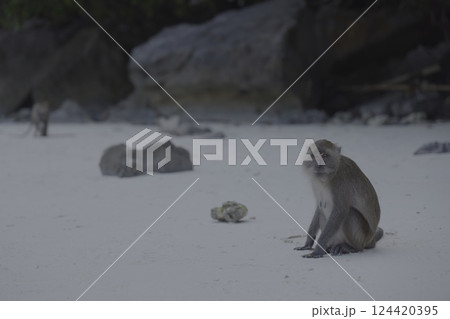 A solitary monkey sits peacefully on a quiet beach, surrounded by the stunning beauty of nature A solitary monkey sits peacefully on a quiet beach, surrounded by the stunning beauty of nature 124420395