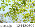 新緑のもみじ 124420609