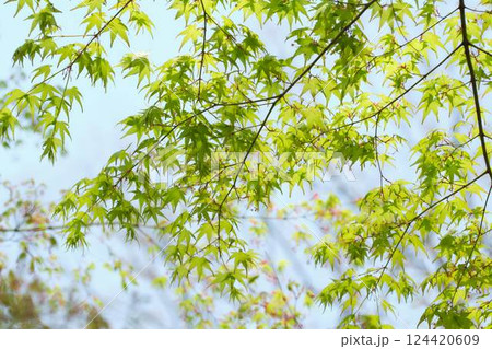 新緑のもみじ 124420609