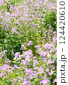 春の花畑 124420610