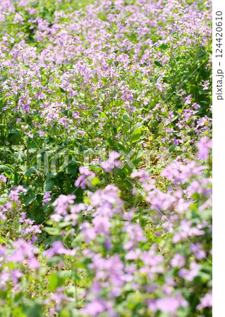 春の花畑 124420610