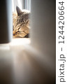 窓際で眠る猫 124420664