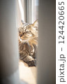 窓際の猫 124420665