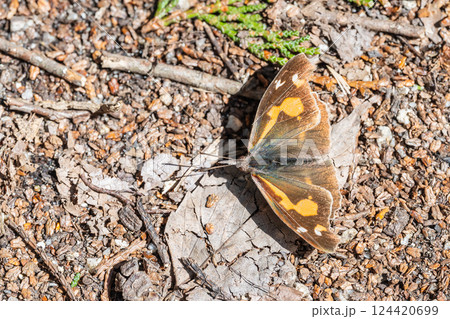 テングチョウ 124420699