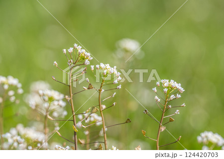 ナズナ(ぺんぺん草)春の野原に咲く草花 ナズナ(ぺんぺん草)春の野原に咲く草花 124420703