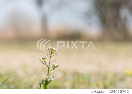 ナズナ(ぺんぺん草)春の野原に咲く草花 ナズナ(ぺんぺん草)春の野原に咲く草花 124420706
