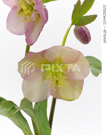 白背景にピンク色のクリスマスローズの花【Helleborus】 白背景にピンク色のクリスマスローズの花【Helleborus】 124420822