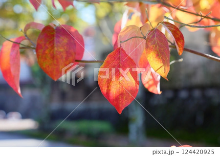 鮮やか 紅葉 ハナミズキの葉 鮮やか 紅葉 ハナミズキの葉 124420925