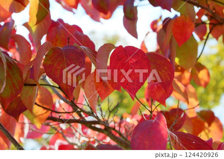 鮮やか 紅葉 ハナミズキの葉 鮮やか 紅葉 ハナミズキの葉 124420926