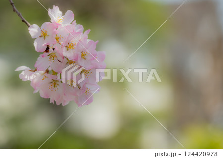 春の陽光を浴びる桜 124420978
