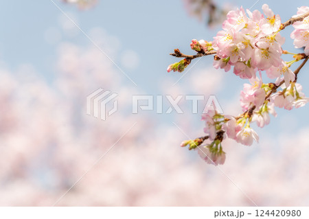 春の陽光を浴びる桜 124420980