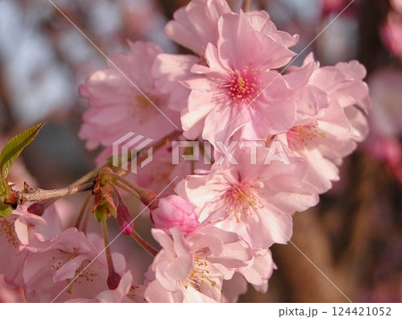 熊谷市運動公園に春の訪れ(2015.3.31) 河津桜の開花が始まる 桜手帖 春模様 124421052