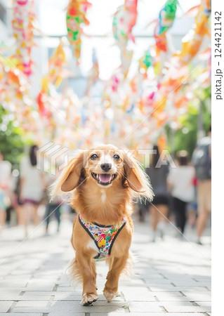 7月の鯉のぼり飾りの下を歩く笑顔のミニチュアダックスフンド 124421142