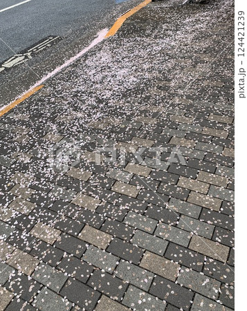 桜と曇天 124421239
