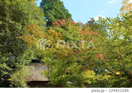 色づく　枝葉　爽やかカエデ 124421284