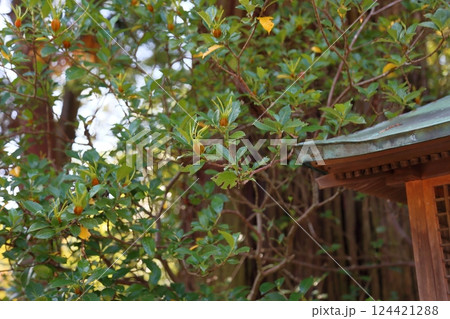 可愛い　クチナシの実 124421288