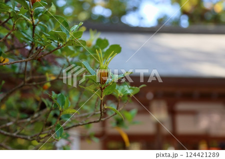 可愛い クチナシの実 可愛い クチナシの実 124421289