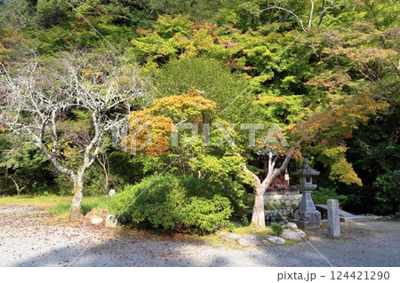 色づく 枝葉 爽やかカエデ 色づく 枝葉 爽やかカエデ 124421290