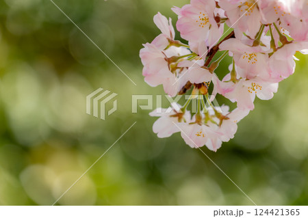 美しいピンクの桜 美しいピンクの桜 124421365